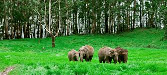 Munnar Wildlife Tour Packages | call 9899567825 Avail 50% Off